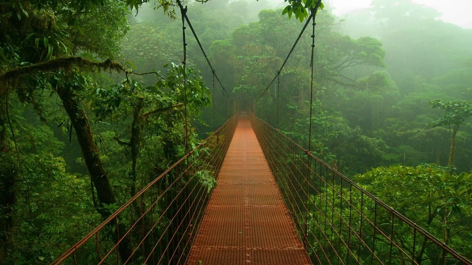 Hanging bridge surrounded by lush rainforest in Costa Rica