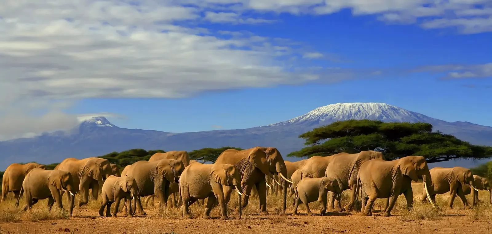 Elephants on the savannah beneath Mount Kilimanjaro