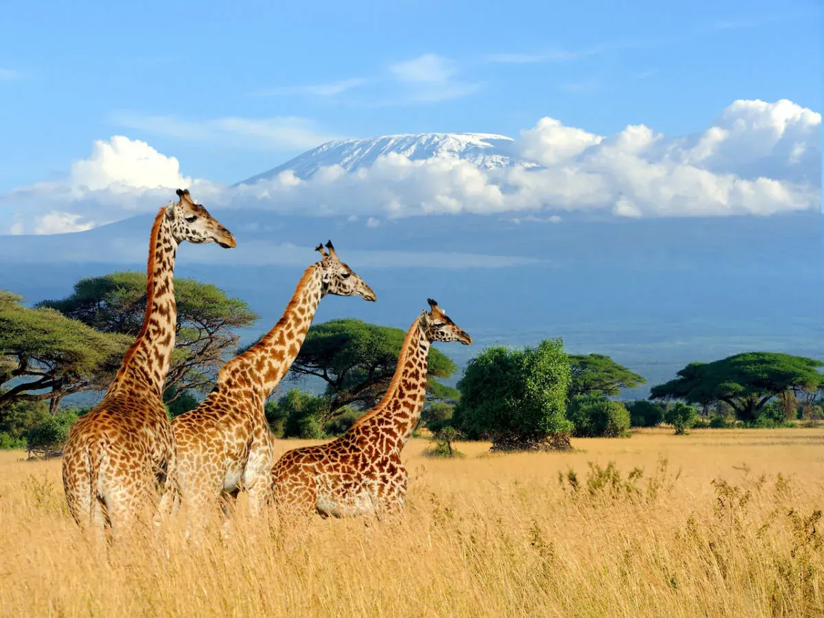 Giraffes standing in golden grass on the Kenyan savannah